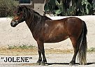 Miniature - Horse for Sale in , AZ 85086