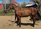 - Mare in Centerville, WA - Mare in Centerville, WA