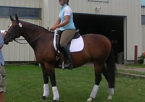 Warmblood (Warmblood, Mare) in Groton, NY