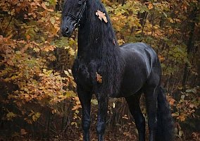 Friesian (Friesian, Gelding) in Boston, MA