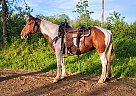 Quarter Pony - Horse for Sale in Sebeka, MN 56477