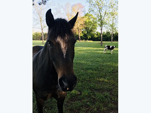 Paso Fino
