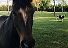 Paso Fino - Horse for Sale in Blackshear, GA 31516-41