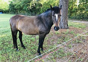 Paso Fino (Paso Fino, Mare) in Blackshear, GA