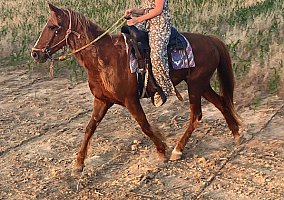 Peaches (Quarter Horse, Mare) in Crothersville, IN