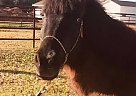 Pony - Horse for Sale in Chandler, AZ 85226 Pony - Horse for Sale in Chandler, AZ 85226