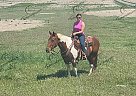 Red Rocks - Gelding in Fort Collins, CO Red Rocks - Gelding in Fort Collins, CO