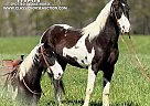 Spotted Saddle - Horse for Sale in Whitley City Ky, TN 42653 Spotted Saddle - Horse for Sale in Whitley City Ky, TN 42653