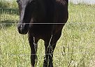 Quarter Horse - Horse for Sale in Salem, MO 65560