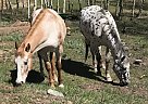 Appaloosa - Horse for Sale in Jefferson, CO 80456