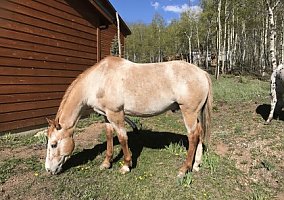 Appaloosa (Appaloosa, Stallion) in Jefferson, CO