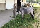 Rocky - Stallion in Hartly, DE Rocky - Stallion in Hartly, DE