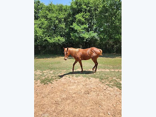 2 Year Old Cold Quarter Horse
