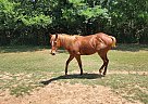 Quarter Horse - Horse for Sale in Benton, TN 37307