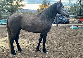 Mustang (Mustang, Mare) in Terrebonne, OR
