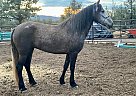 Mustang - Horse for Sale in Terrebonne, OR 97760