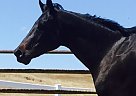 HUS Mare Quarter Horse Mare