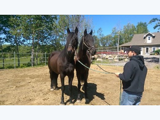 An Exciting Driving Team Of Registered Sport Friesan Geldings
