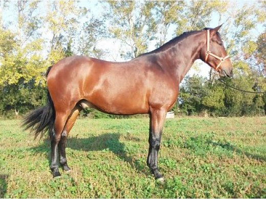 Andalusian Horse, Name: Trebol X