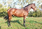 Andalusian - Horse for Sale in Girona, 17256 Andalusian - Horse for Sale in Girona, 17256