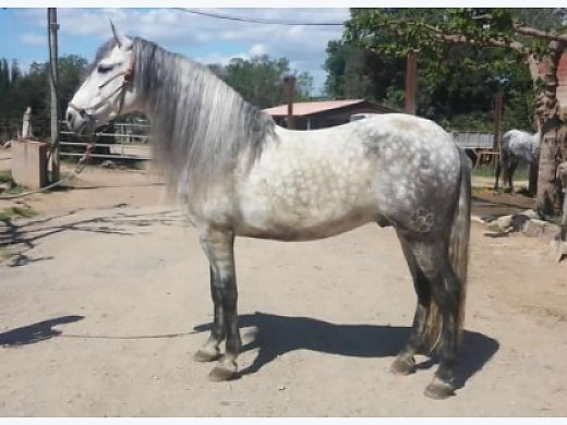 Andalusian Horses, Name: Italiano Rosa