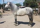 Andalusian - Horse for Sale in Girona, 17256 Andalusian - Horse for Sale in Girona, 17256