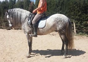 Andalusian / PRE (Andalusian / PRE, Gelding)
