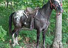 Appaloosa - Horse for Sale in Huntington, IN 46750