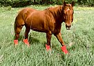 Ole Jay - Gelding in Rosemount, MN Ole Jay - Gelding in Rosemount, MN
