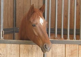 Quarter Horse (Quarter Horse, Mare) in Fort Worth, NM