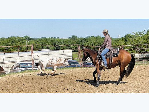 Bay AQHA Mare