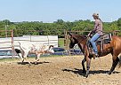 Quarter Horse - Horse for Sale in Houston, TX 77077