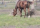 Dolly - Mare in Naples, FL Dolly - Mare in Naples, FL