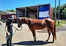 Paint - Horse for Sale in Lebanon, OR 97355
