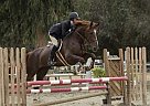 Oldenburg - Horse for Sale in Moorpark, CA 