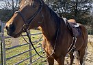 Thoroughbred - Horse for Sale in Knoxville, TN 37918 Thoroughbred - Horse for Sale in Knoxville, TN 37918