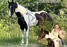 Tennessee Walking - Horse for Sale in PARKER'S LAKE, KY 42634 Tennessee Walking - Horse for Sale in PARKER'S LAKE, KY 42634