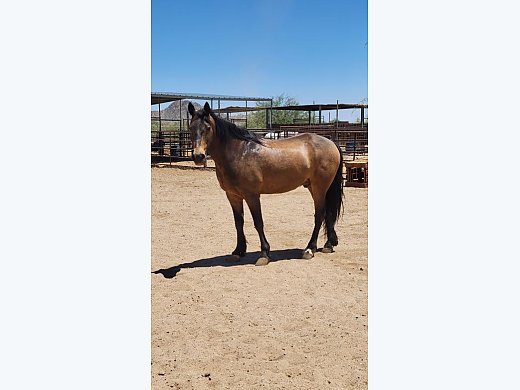 Gelding