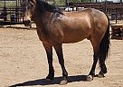 Quarter Horse - Horse for Sale in Maricopa, AZ 85138