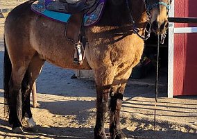 Gelding (Quarter Horse, Gelding) in Maricopa, AZ