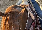 Trompo - Gelding in Hermiston, OR Trompo - Gelding in Hermiston, OR