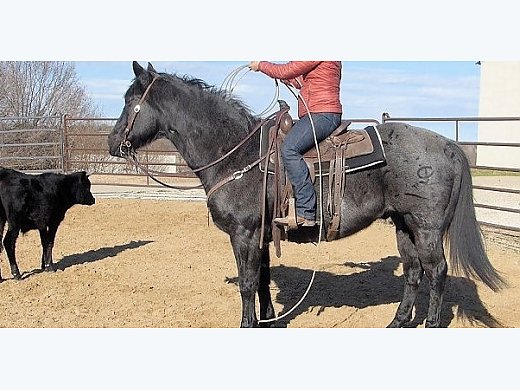 Humphry Blue Roan AQHA Gelding
