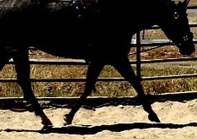 Quarter Horse (Quarter Horse, Mare) in Sloughhouse, CA