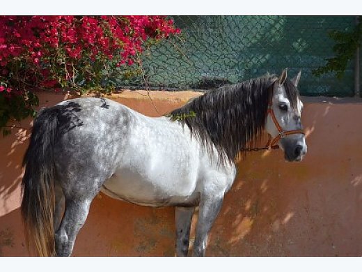 Mare  Purebred Spanish (P.R.E)  Andalusian / Sobrada