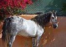 Andalusian - Horse for Sale in Alicante, 03296 Andalusian - Horse for Sale in Alicante, 03296