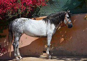 Andalusian / PRE (Andalusian / PRE, Mare)