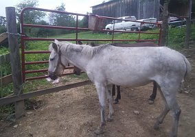 Mule (Mule, Mare) in Punxsutawney, PA
