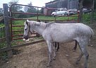 Mule - Horse for Sale in Punxsutawney, PA 15767