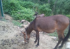 Mule (Mule, Mare) in Punxsutawney, PA