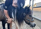 Pinto - Horse for Sale in Agua Dulce, CA 91390 Pinto - Horse for Sale in Agua Dulce, CA 91390